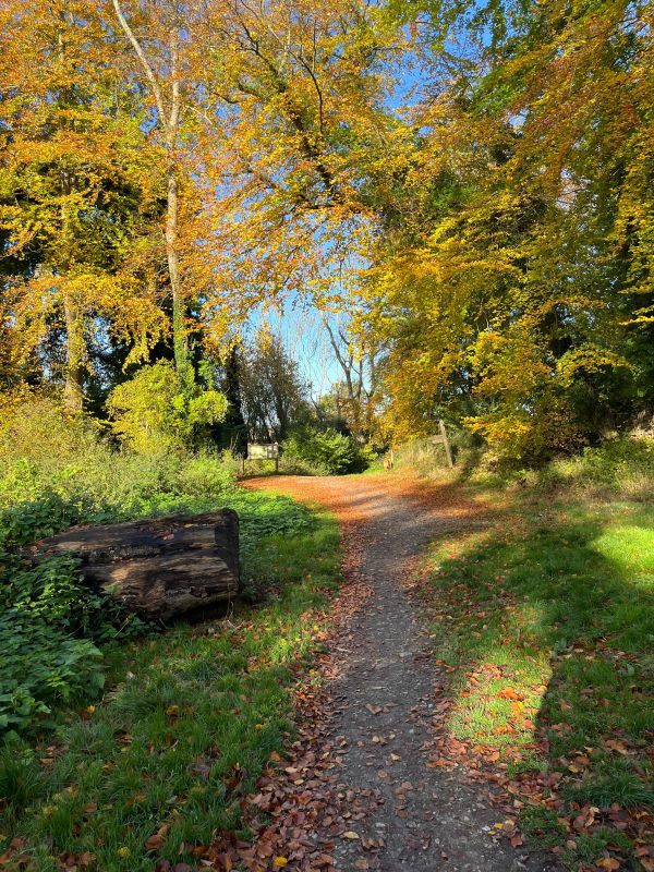 Path through woods near Woldingham